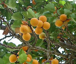 Prunus armeniaca - aprikos